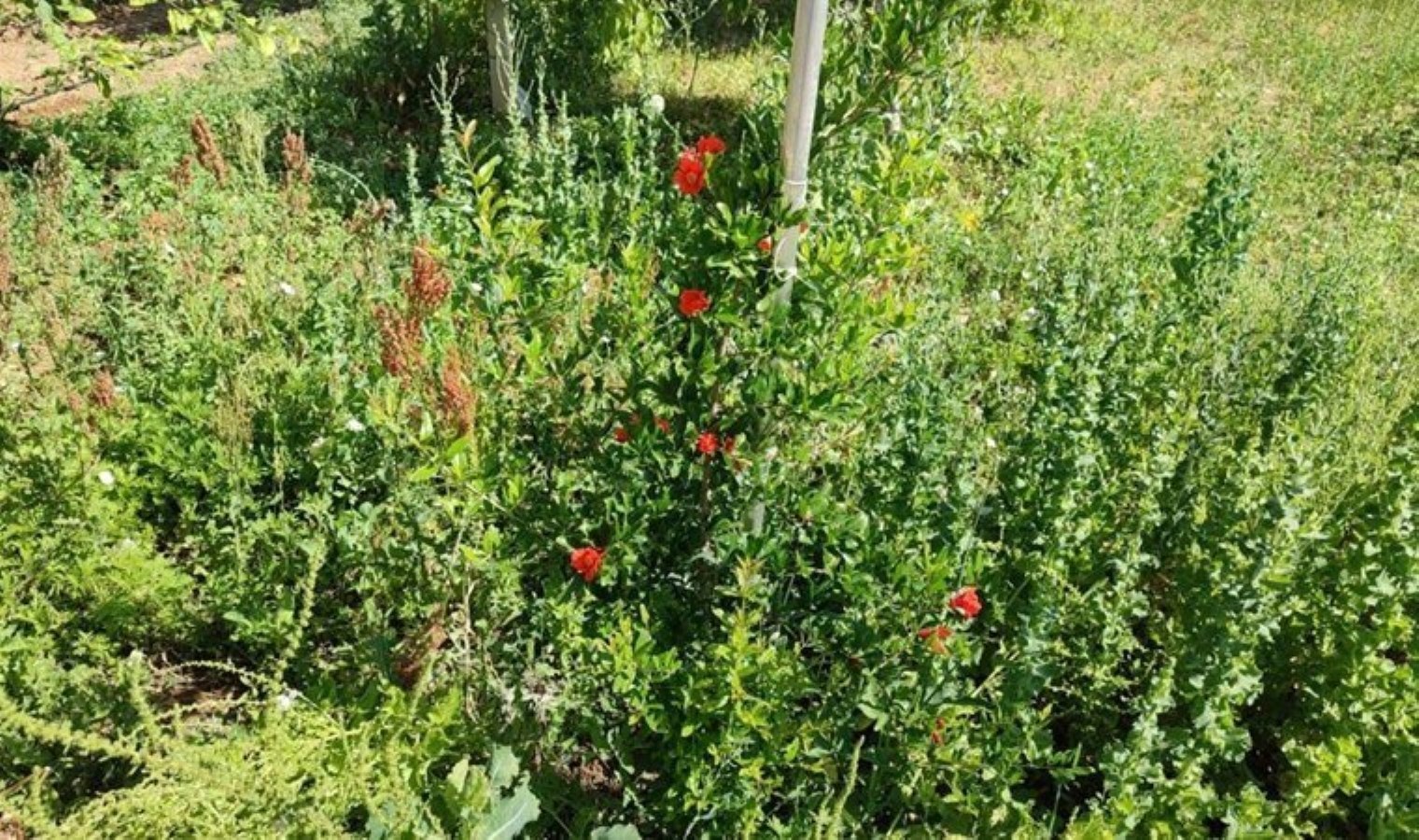 İklim şartlarında yetişmesi zor olan meyveler çiçek açtı!