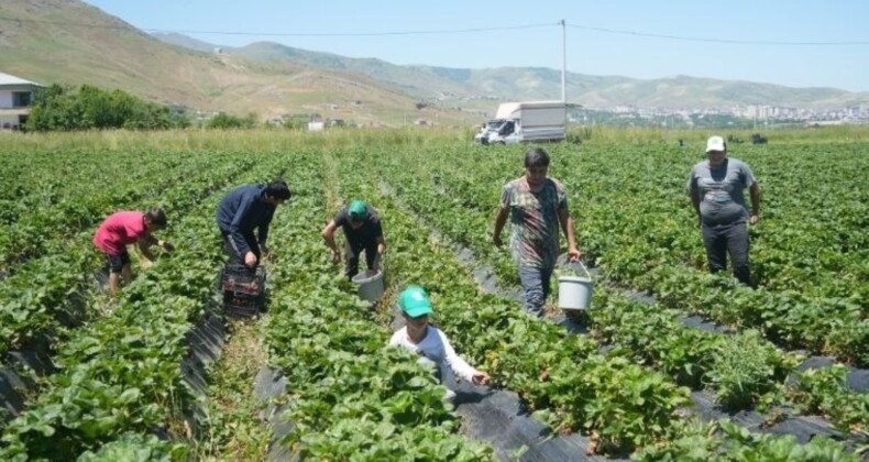 İlk hasattan 1,5 milyon TL kazandı