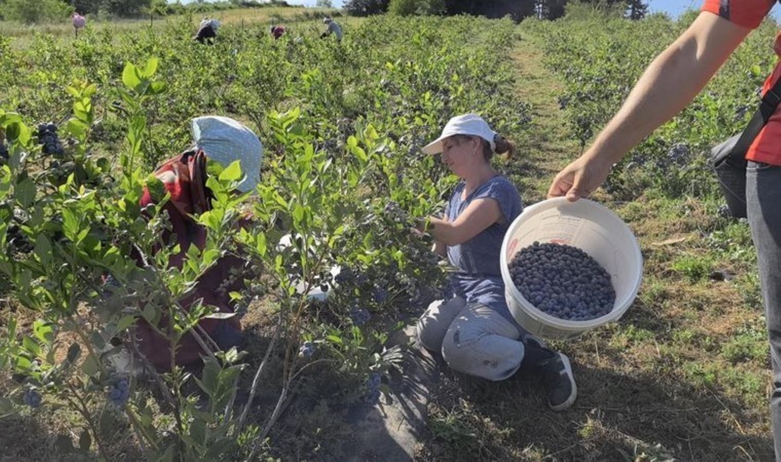 İnegöl’den 5 ülkeye gönderiliyor: Kilosu 400 TL!