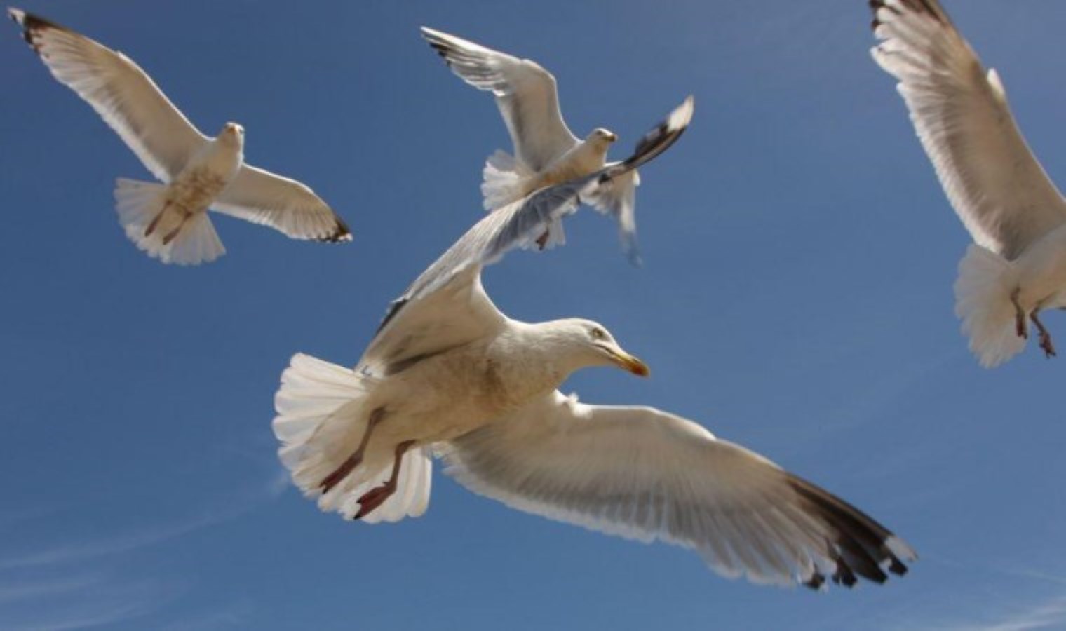 İngiliz posta idaresi, martıların neden olduğu gecikmelerden dolayı özür diledi