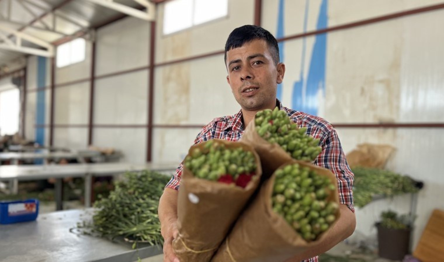 Isparta’da hasat başladı: 300 milyon dal rekolte bekleniyor
