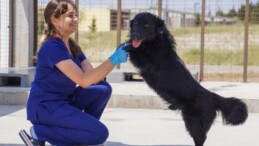 İzmir’de 6 ayda barınaklardan 500 köpek sahiplendirildi