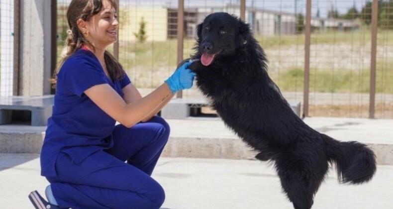 İzmir’de 6 ayda barınaklardan 500 köpek sahiplendirildi