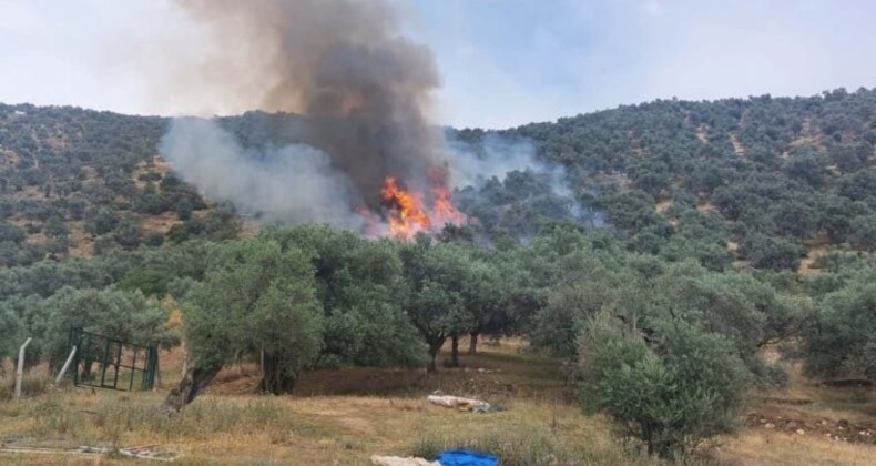 İzmir’de zeytinlik alanda çıkan yangına müdahale ediliyor