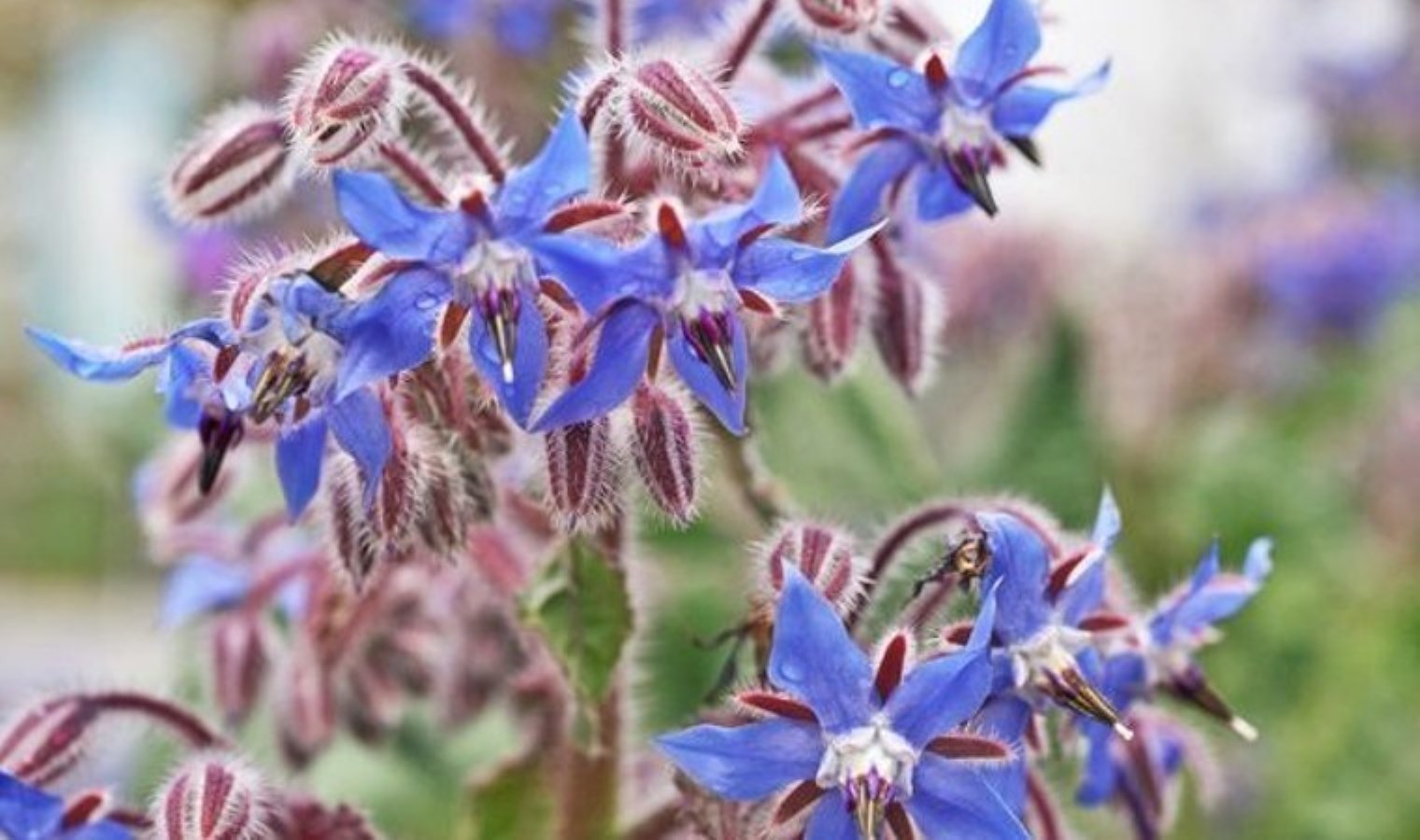 Kabızlık sorununu ortadan kaldıran mucizevi bitki: Ispıt otu ve bilinmeyen faydaları