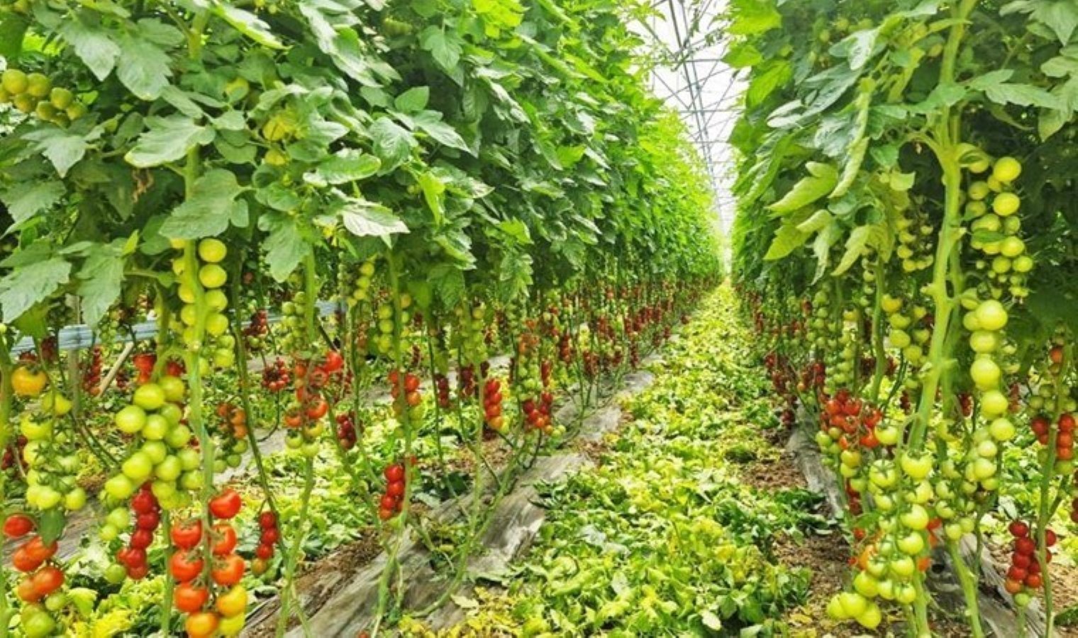 Karadeniz’in en büyük sebze serasında ilk hasat yapıldı