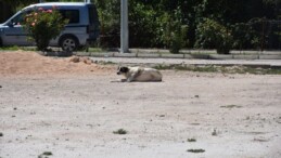 Karantinaya neden olan köpeğin testi negatif çıktı