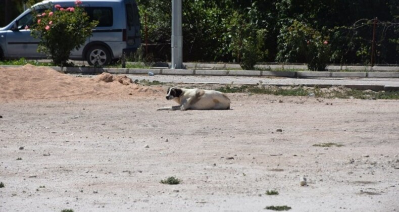 Karantinaya neden olan köpeğin testi negatif çıktı