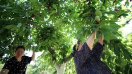 Kırklareli’nde hasat gecikti: Verim ve kalite kayıpları yaşandı…