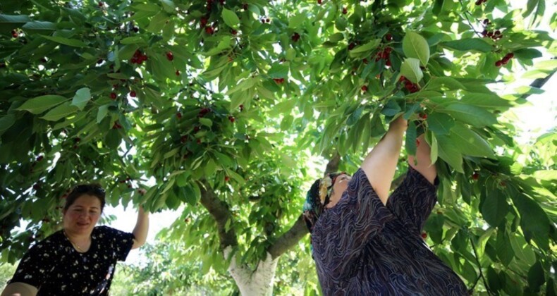 Kırklareli’nde hasat gecikti: Verim ve kalite kayıpları yaşandı…