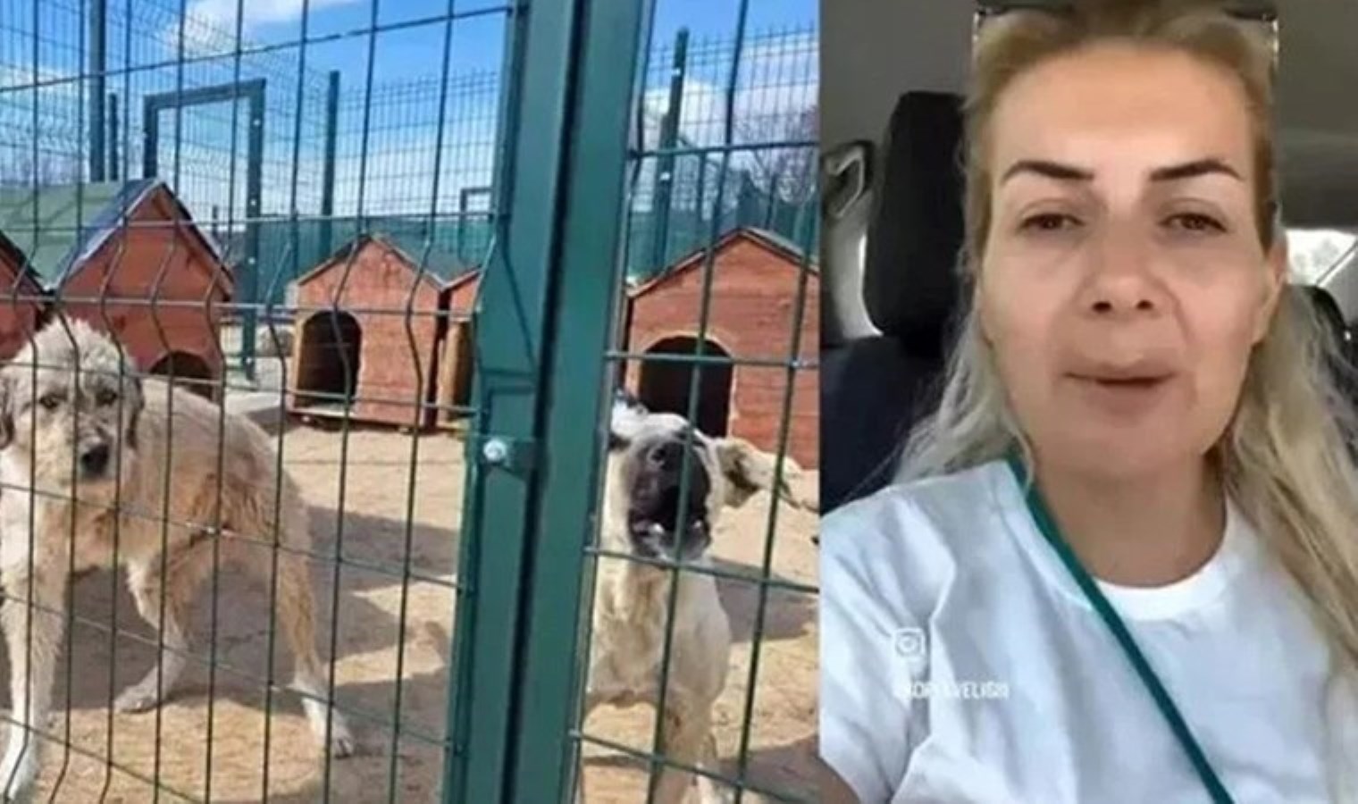 ‘Köpekvelisi’ hesabının sahibi Buket Özgünlü tahliye edildi