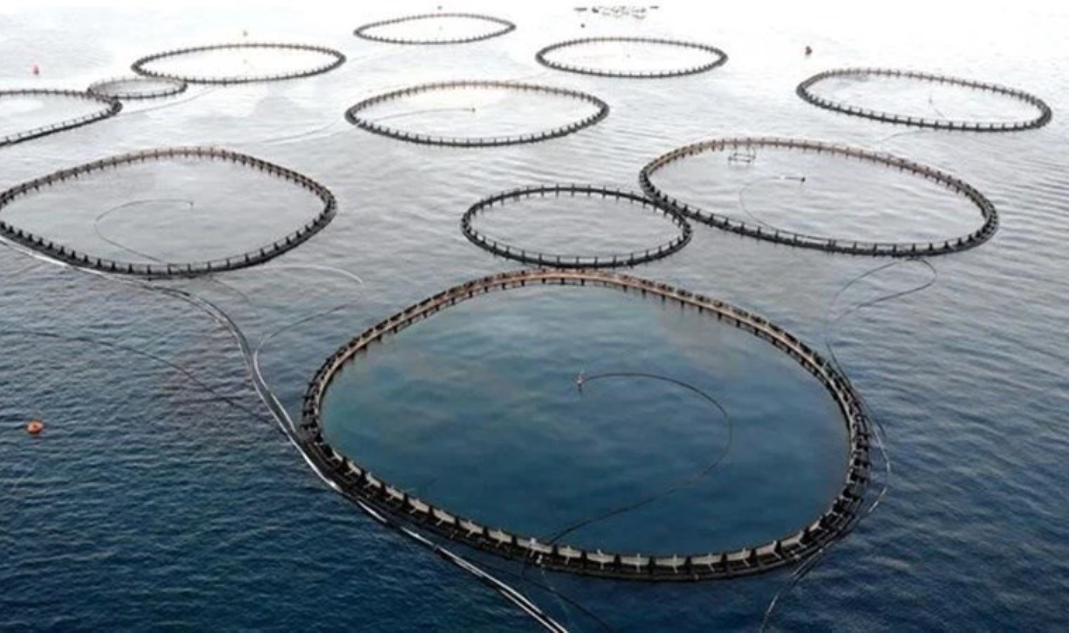 Kültür balıkçılığında üretim rekoru