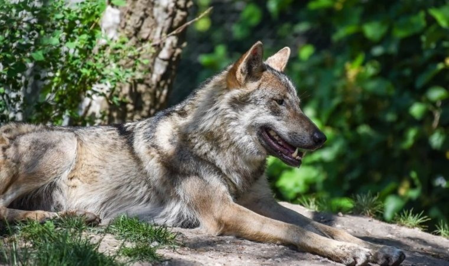 Kurtlarla ‘samimi deneyim’ vaadi: Hayvanat bahçesinde konaklayan kadına saldırı