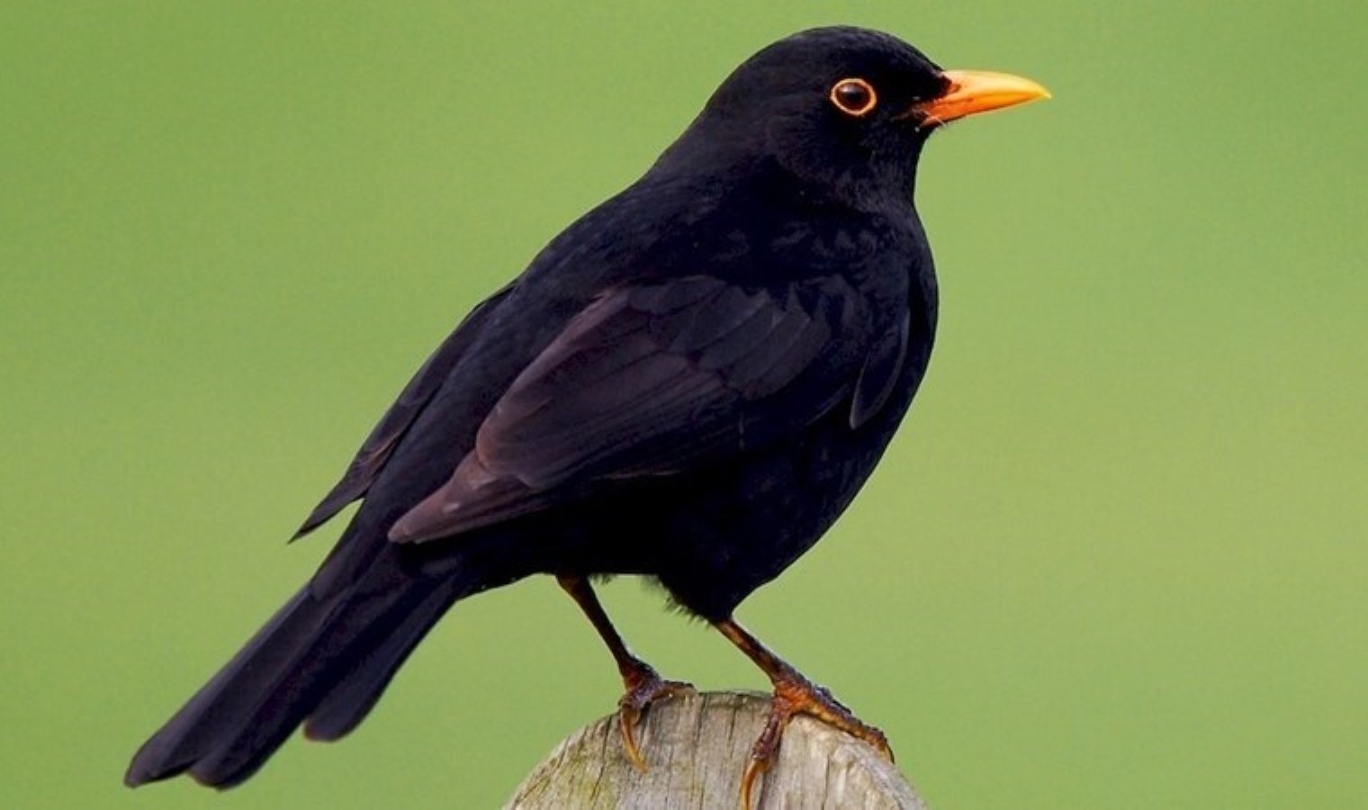 Kuşlar elektrikli scooter’ların seslerini taklit etmeye başladı: ‘Bu sesi çekici buluyorlar’