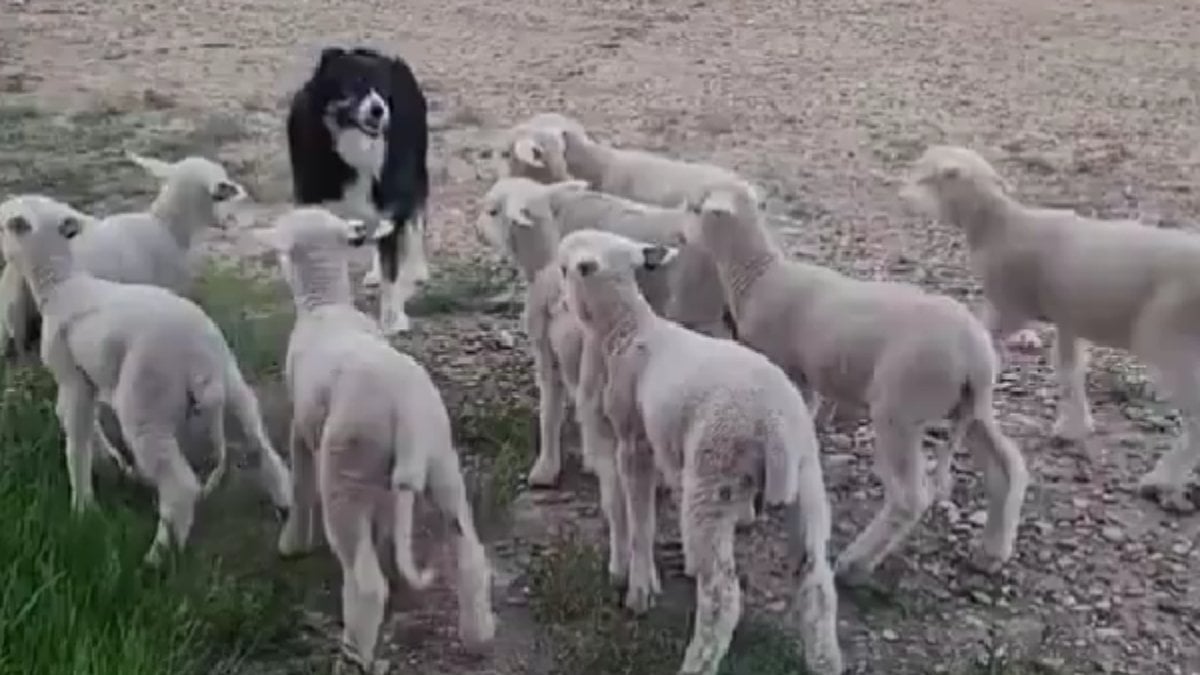 Kuzuların Başarısız Kaçış Planı: Çoban Köpeğine Rastladılar!