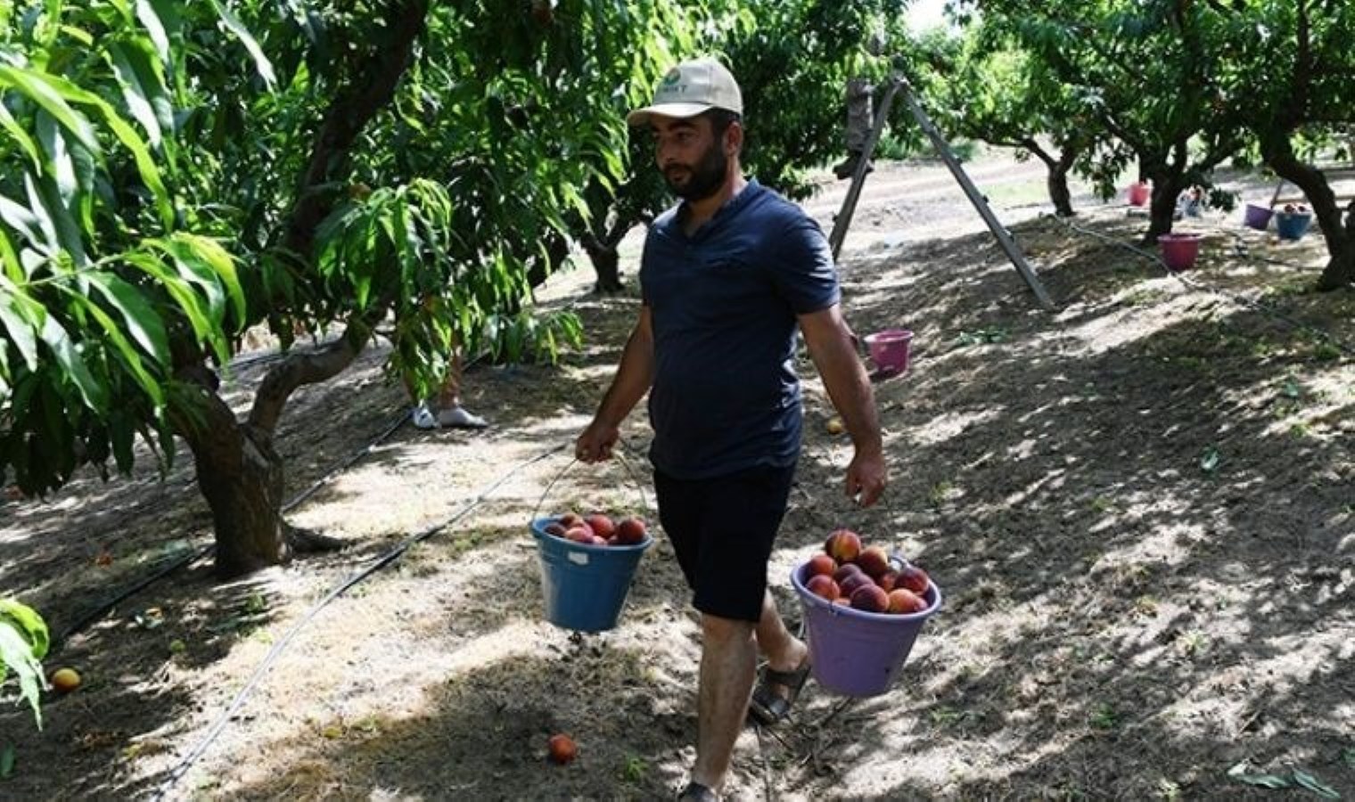 Lapseki’nin tescilli lezzeti Avrupa’ya ihraç ediliyor