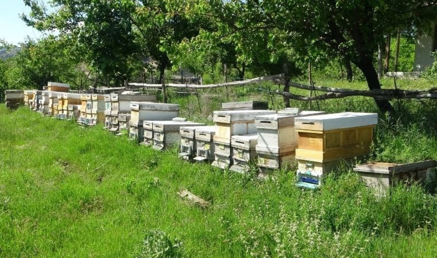 Malatya’da hasat için gün sayılıyor: Taleplere yetişemiyor