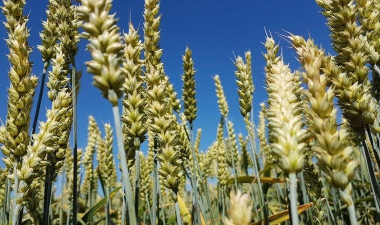 Norveç’ten tahıl stoku: ‘Beklenmedik durumlara hazırlık…’