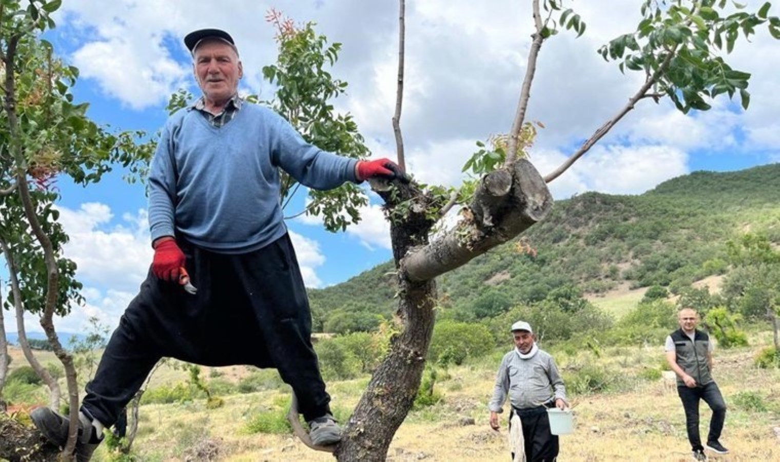 Orman köylülerine yeni gelir kapısı: “Menengiç ağaçları fıstık gibi oldu”
