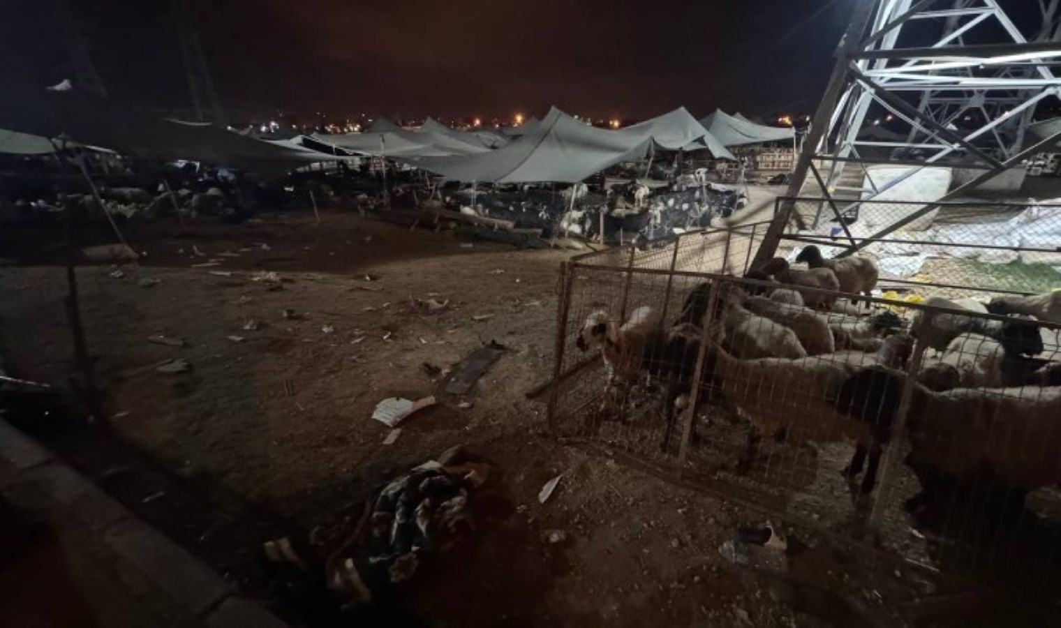 Otomobil kurban pazarına daldı: 20 hayvan öldü, çok sayıda kişi yaralandı