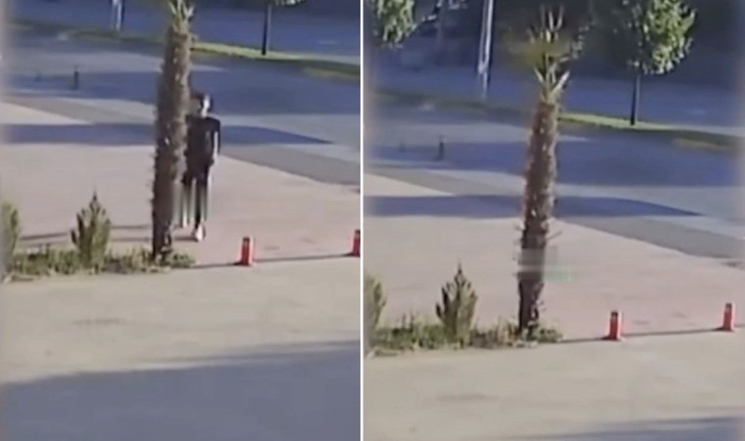 Sakarya’da bir şahıs durduk yere ağacı ateşe verdi!