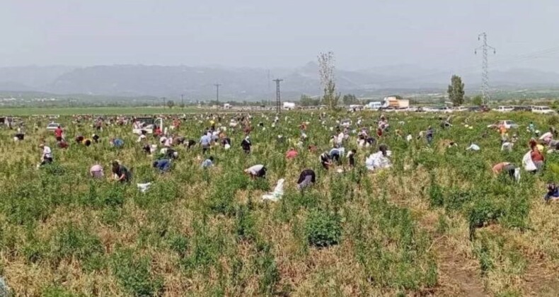 Satamadığı soğanı hayrına dağıttı