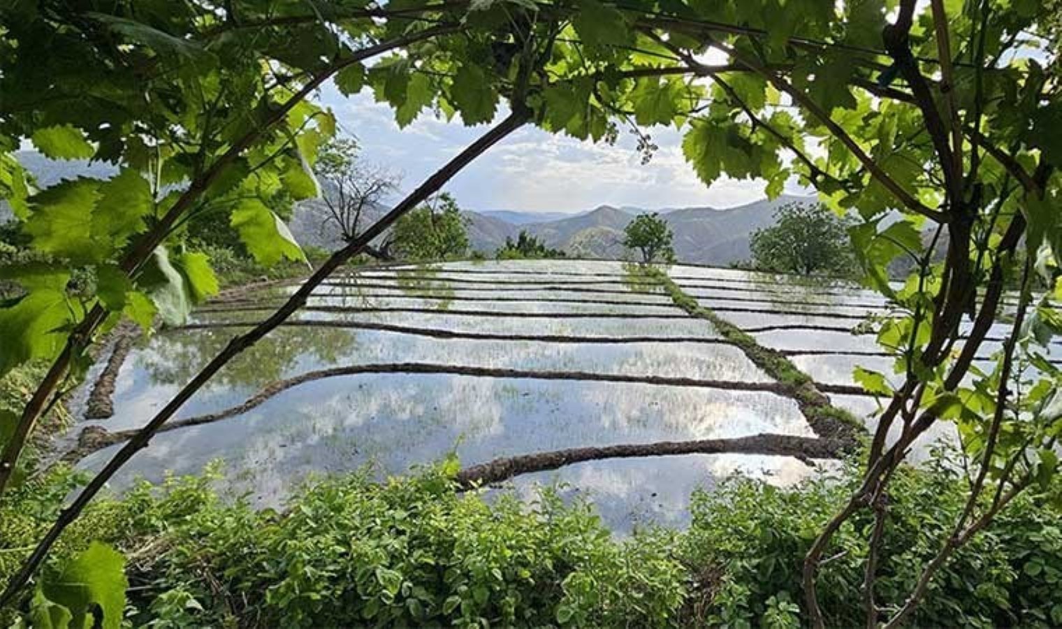 Siirt’te üretimi bir asırdır sürdürüyorlar: 45 hanenin 30’u bu işi yapıyor…