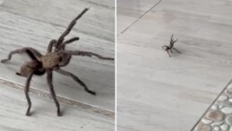 Şırnak’ta zeytuni Orta Doğu tarantulası görüldü: ‘Saldırgan bir tür’