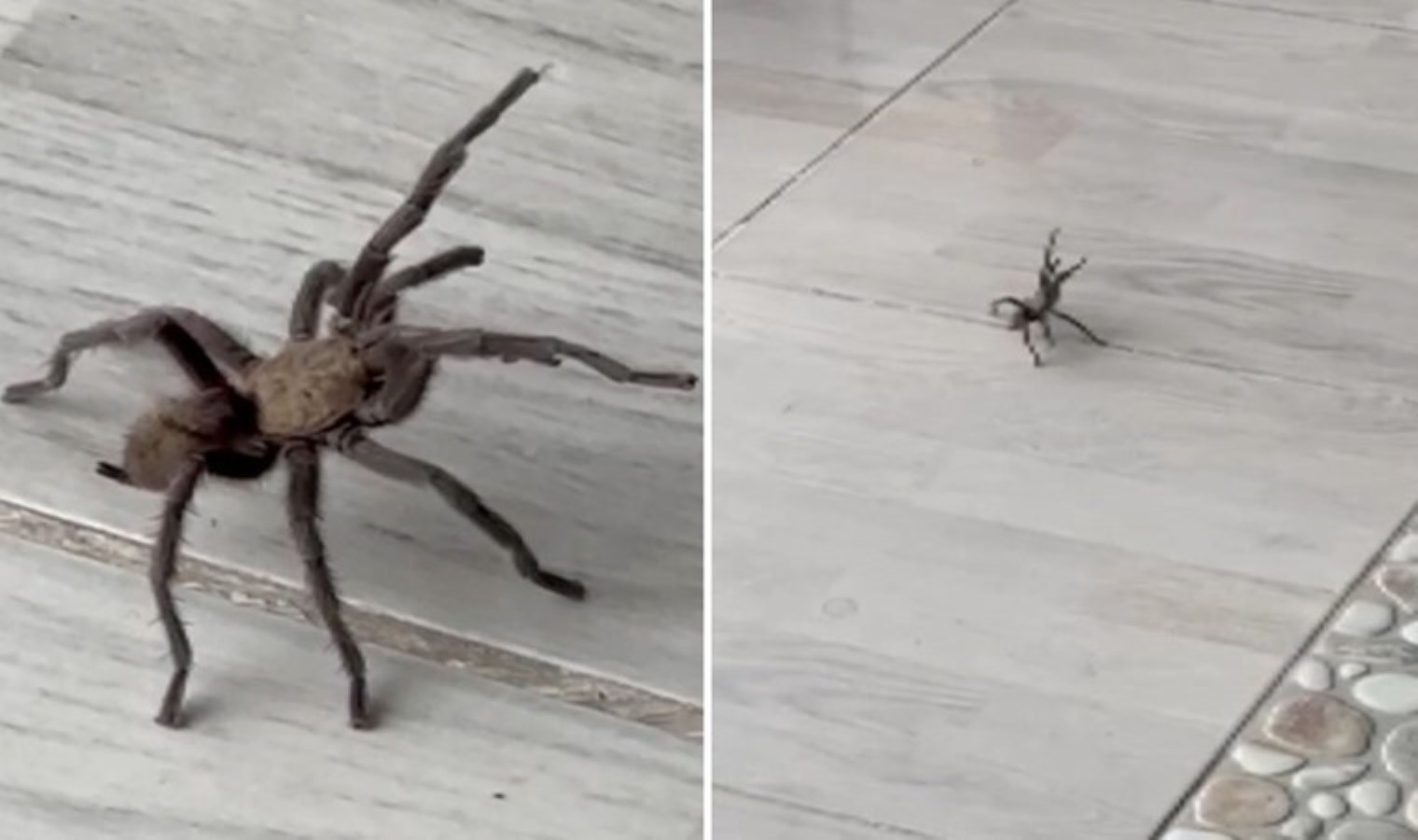 Şırnak’ta zeytuni Orta Doğu tarantulası görüldü: ‘Saldırgan bir tür’