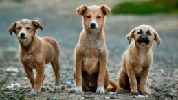 Sokak hayvanlarıyla ilgili yasa teklifinde ‘uyutma/öldürme’ye formül: Hastalıklı ve saldırgan köpeğe ötenazi