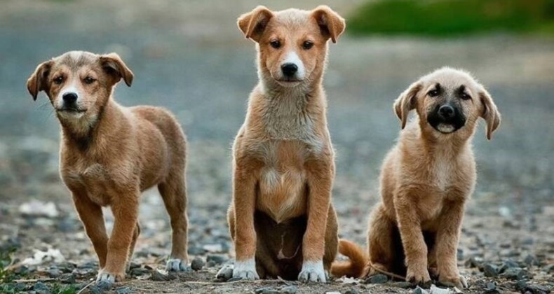 Sokak hayvanlarıyla ilgili yasa teklifinde ‘uyutma/öldürme’ye formül: Hastalıklı ve saldırgan köpeğe ötenazi