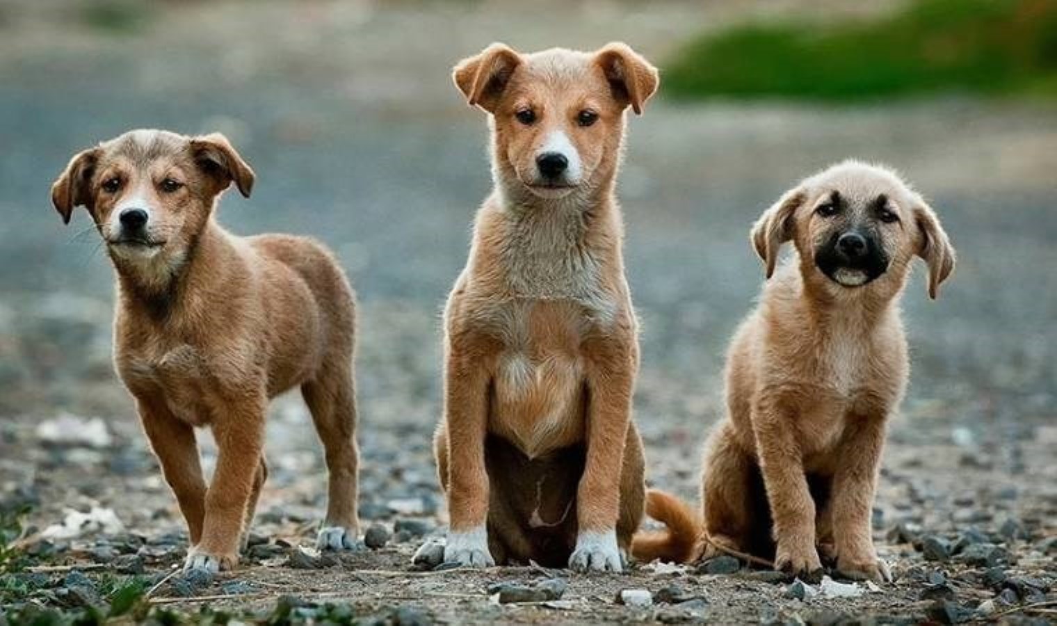 Sokak hayvanlarıyla ilgili yasa teklifinde ‘uyutma/öldürme’ye formül: Hastalıklı ve saldırgan köpeğe ötenazi