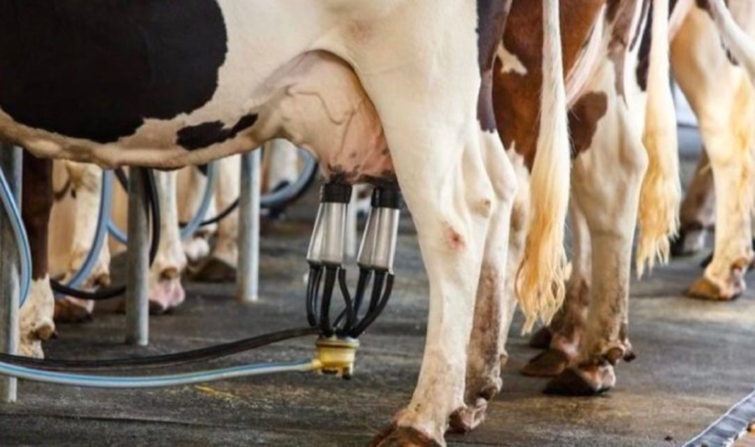 Süt üreticisine bayram ve resmi tatiller zehir oluyor