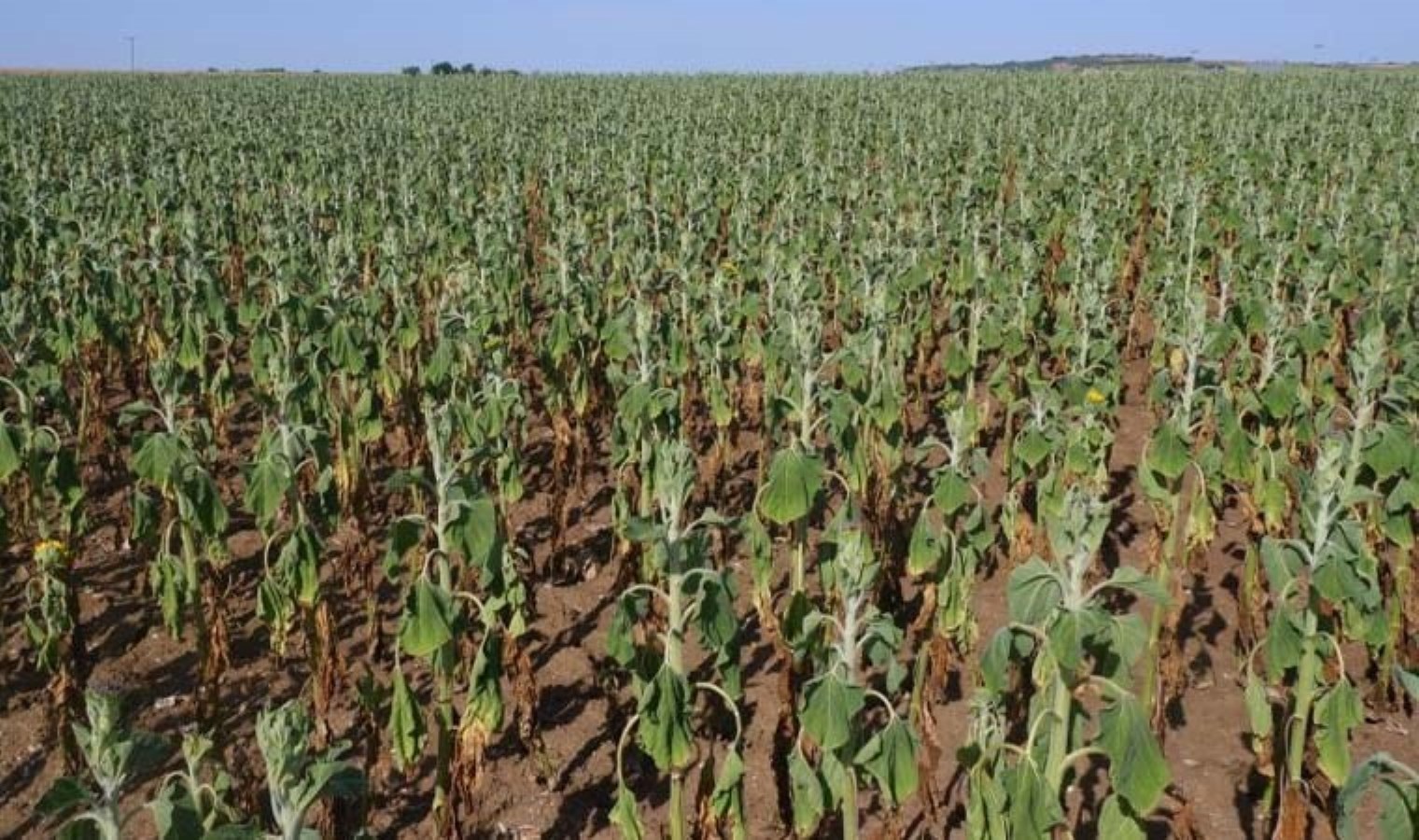 Türkiye’nin en önemli tarım kaynaklarındandı: Hasat dahi yapılamayacak!