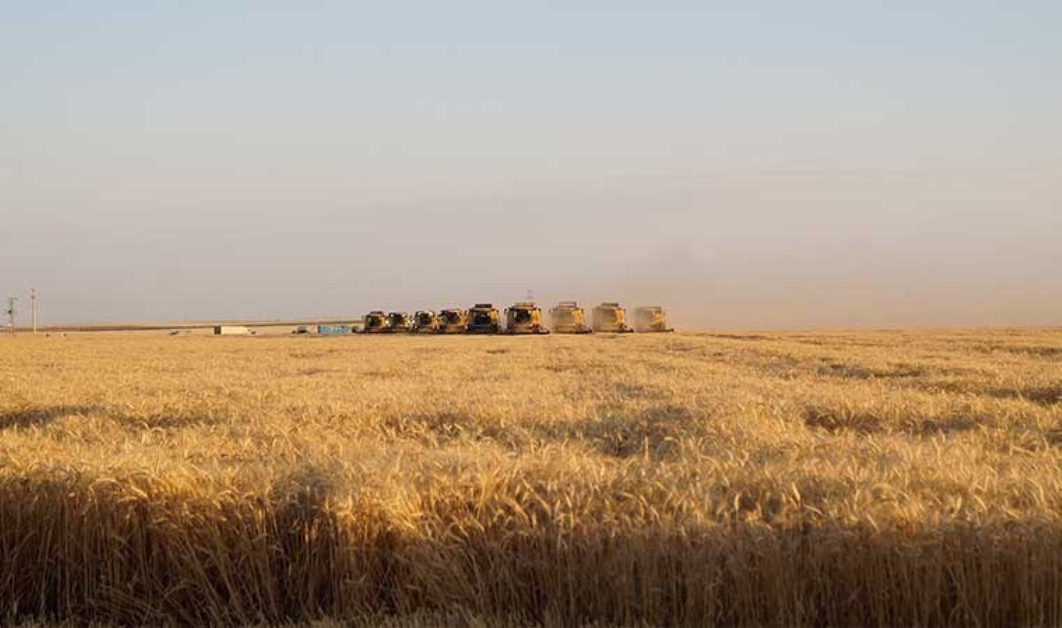 Türkiye’nin ‘Hububat deposu’nda hasat 7 gün 24 saat devam ediyor! 1 milyon 633 bin dekar alanda üretim…
