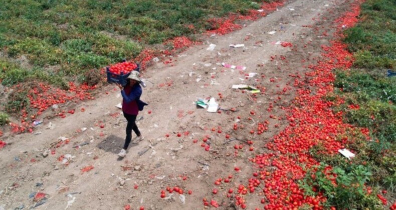 Ürünün yarısı toprakta kaldı: Tarlada 5, markette 25 lira