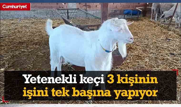 Yetenekli keçi 3 kişinin işini tek başına yapıyor