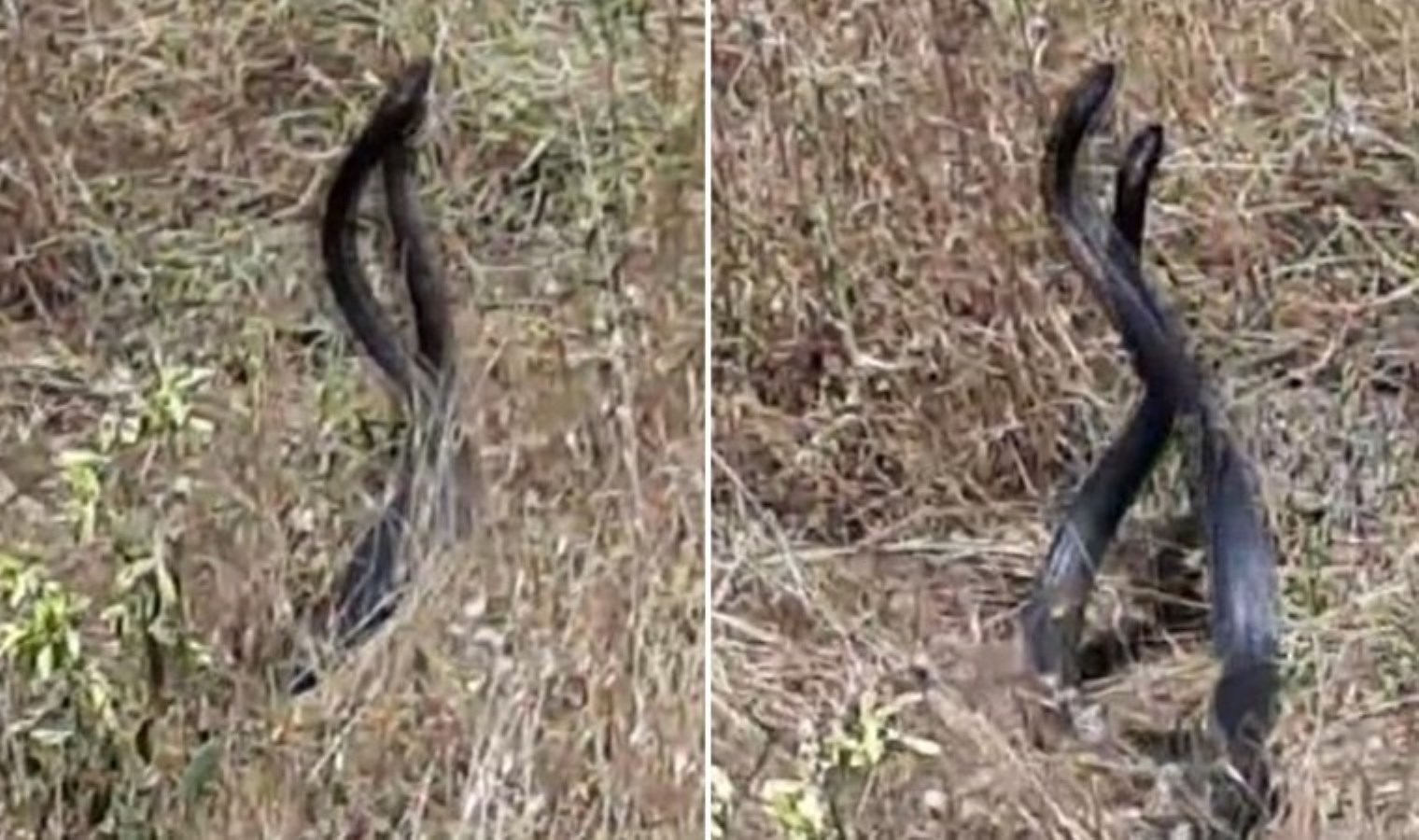 Yılanların ‘çiftleşme dansı’ kameraya yansıdı