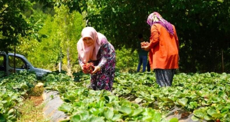 20 kadın 20 dekar alanda üretiyor: Kilosunu 75 TL’ye satıyorlar, siparişlere yetişemiyorlar