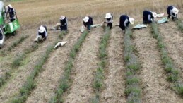 22 dekarlık alanda yetişti: ‘Bu yılın en güzel mahsulü’