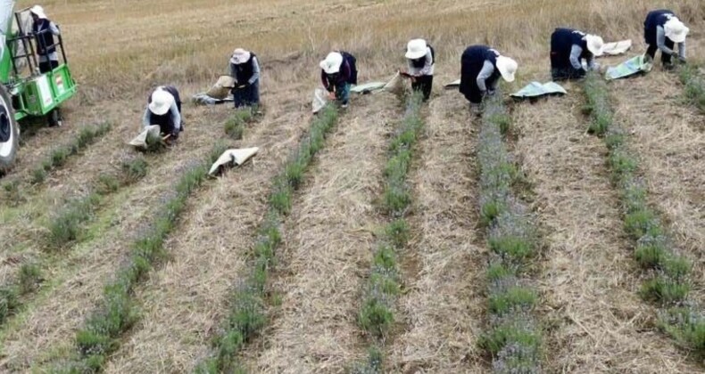 22 dekarlık alanda yetişti: ‘Bu yılın en güzel mahsulü’