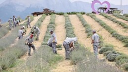 35 dekarlık alanda dördüncü kez hasat başladı!