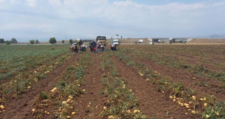 40 bin dekar alanda hasat zamanı: Kasım ayına kadar sürecek! Markette 4 katına satılıyor….