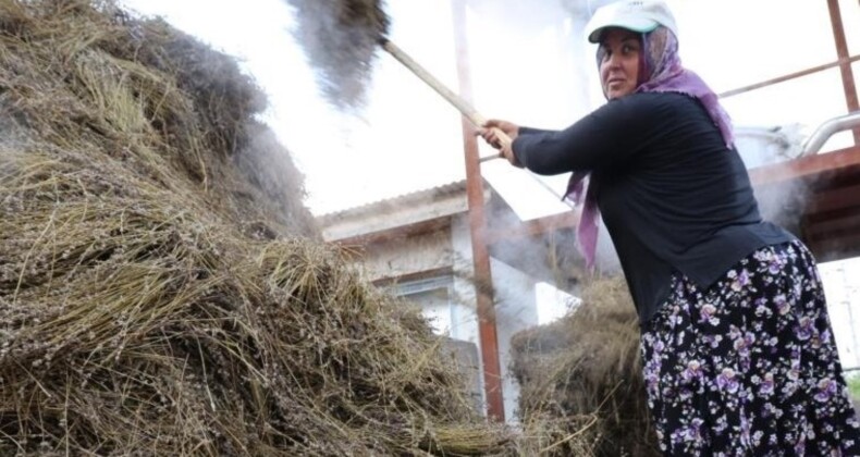 Adana’da geleneksel hasat: 5 yıl önce ekildi her sene verimi artıyor…