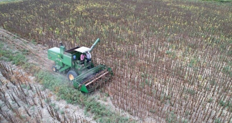 Adana’da hasat 10 gün öne çekildi: Dönüm başı 150 kilo ürün alınacak…