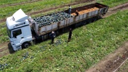 Adana’da yetişiyor, Avrupa sofralarını süslüyor