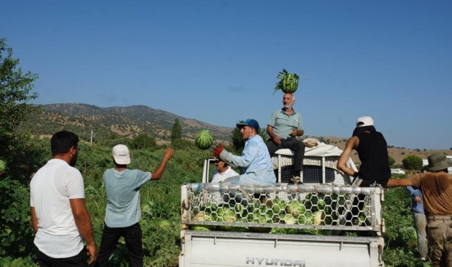 Adana’nın sıcağı Aydın’a yaradı: Hasat eylüle kadar sürecek…