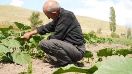 Adapazarı’na rakip Bayburt’tan çıktı: Ata tohumundan ekildi organik! Sonbaharda hasat edilecek….