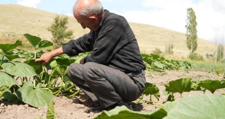 Adapazarı’na rakip Bayburt’tan çıktı: Ata tohumundan ekildi organik! Sonbaharda hasat edilecek….