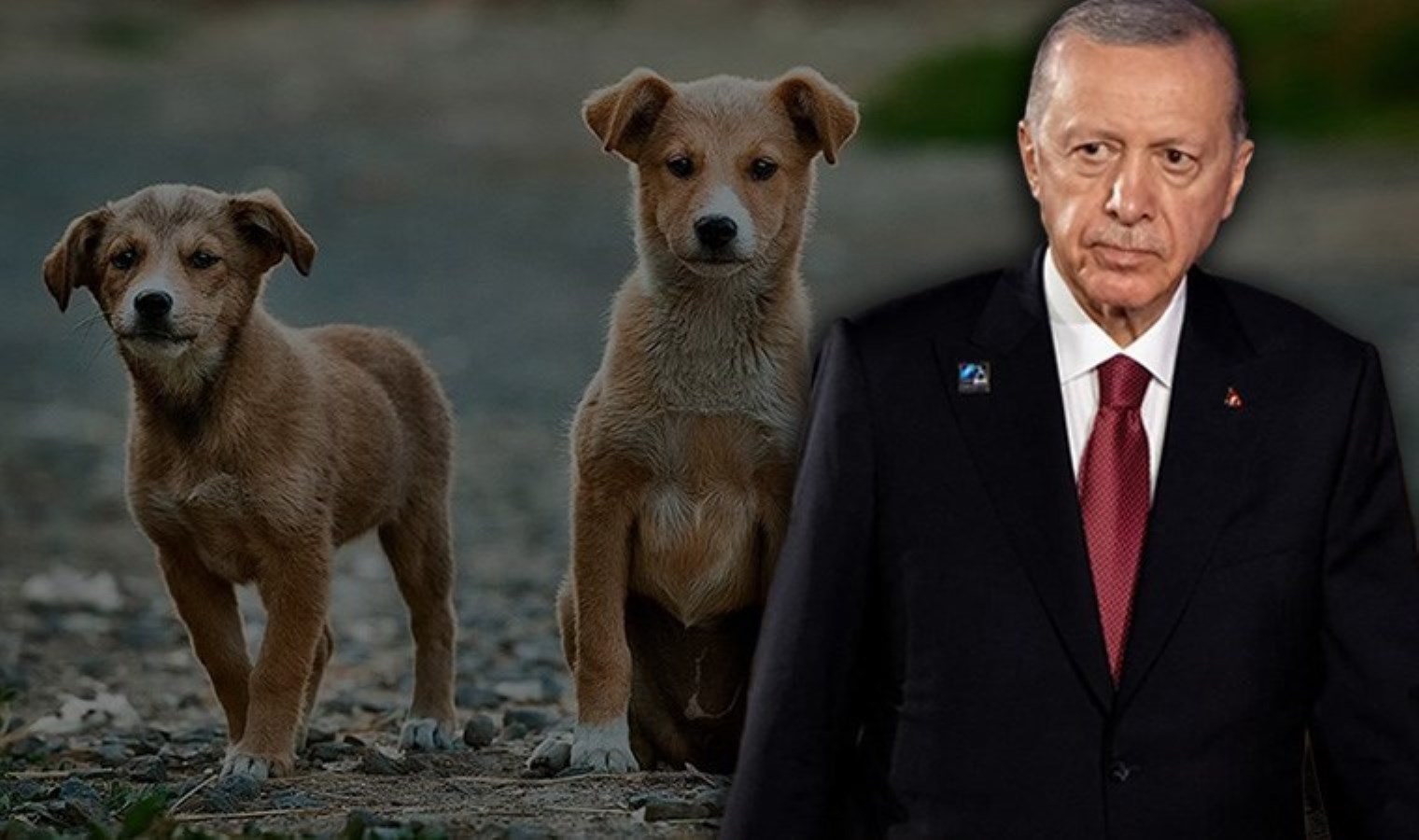 AKP muhalefeti bilgilendirdi: ‘Belediyeler sahipsiz hayvanlara ötanazi yapabilecek’